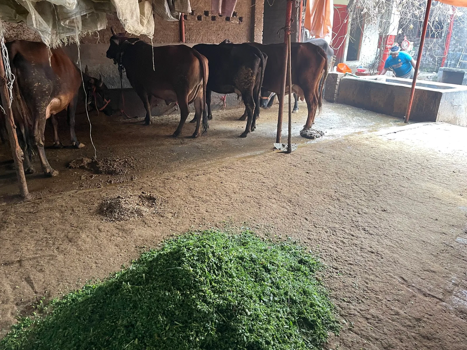PGS MILK (Prabhu Gaushala)