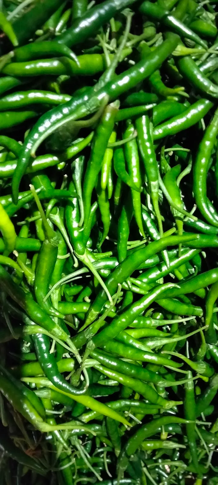 Mumbai Agricultural Produce Market Committee