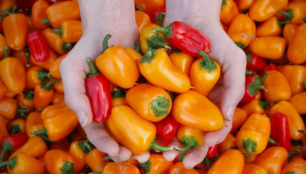BC Association of Farmers' Markets