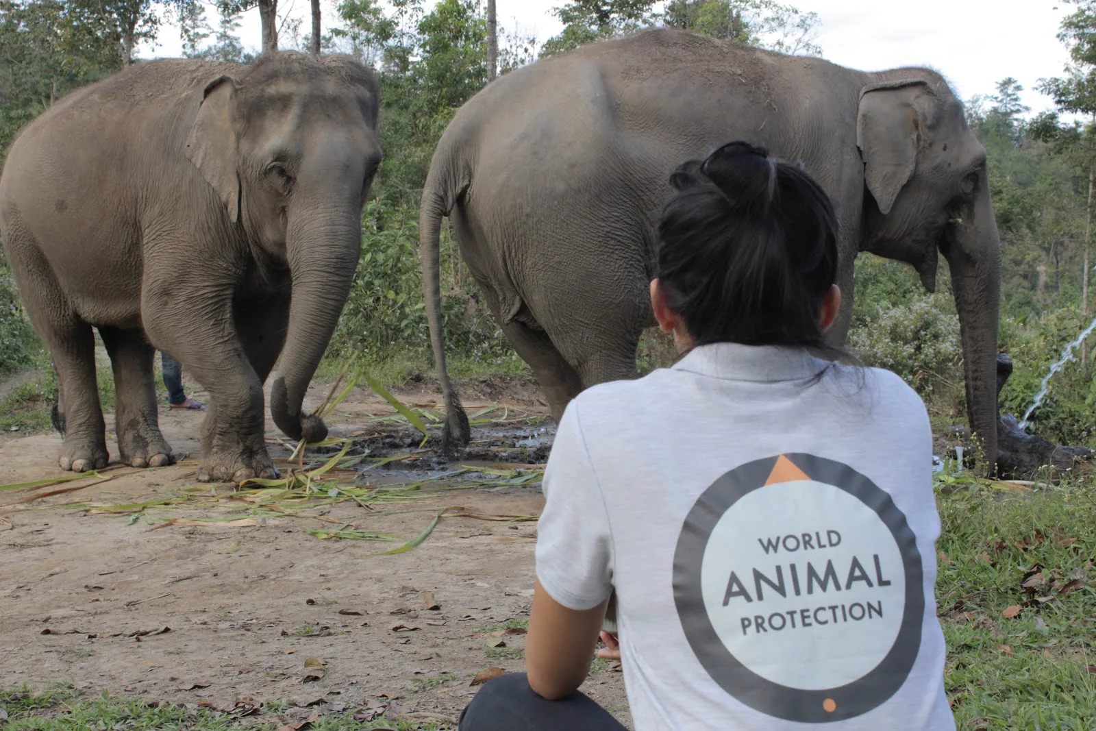 World Animal Protection Canada