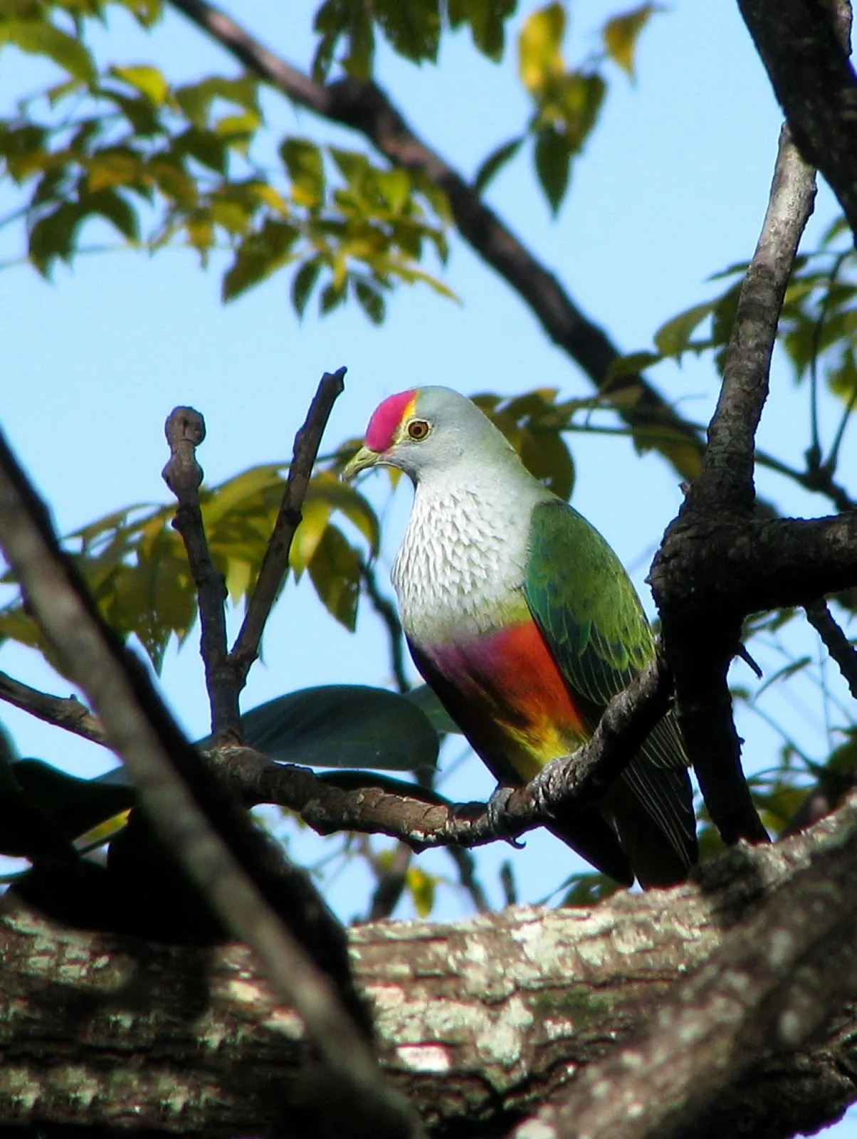 Environmental Defenders Office (EDO Ltd) Sydney