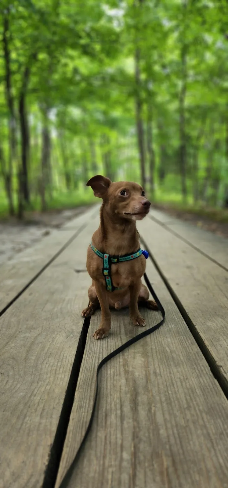One Tail at a Time - Ellis Veterinary Clinic