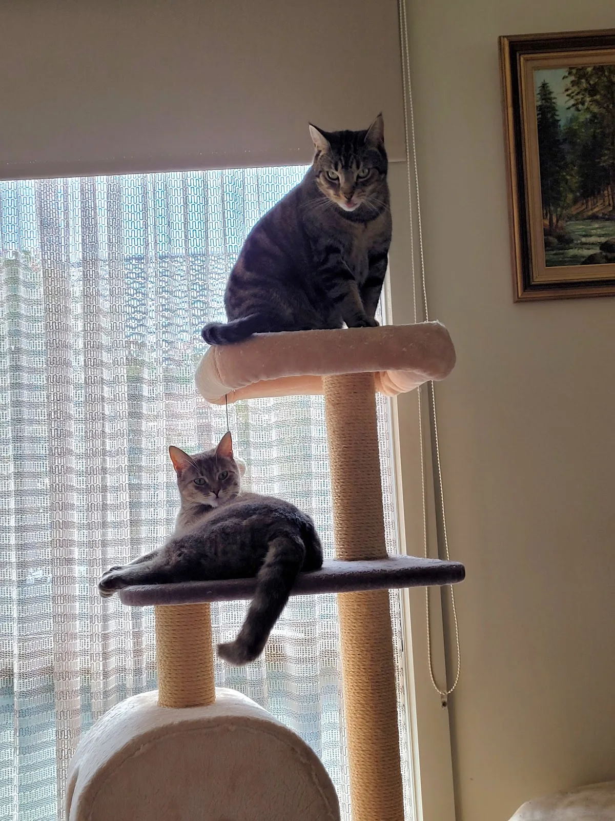 Second Chance Animal Rescue