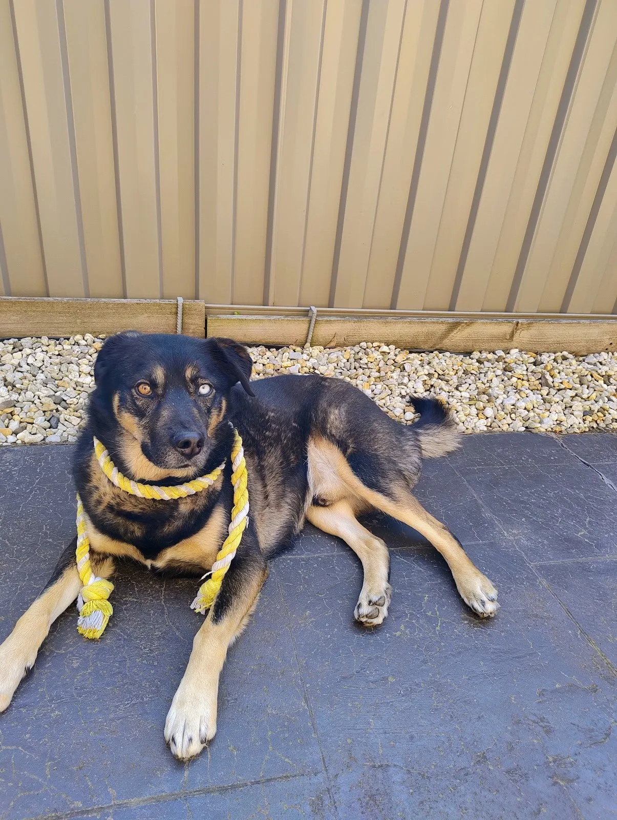 Second Chance Animal Rescue