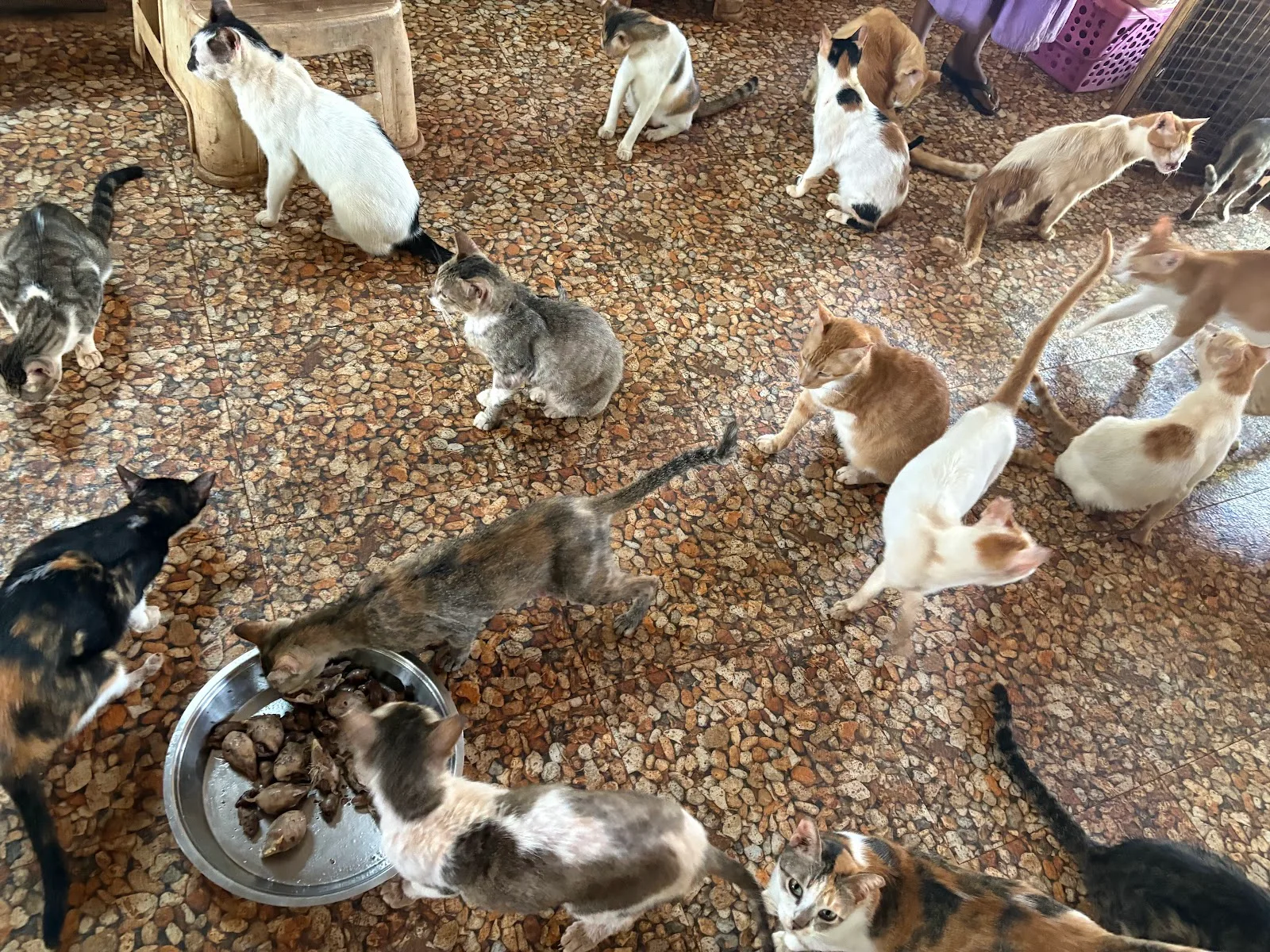 Probably Paradise Shelter