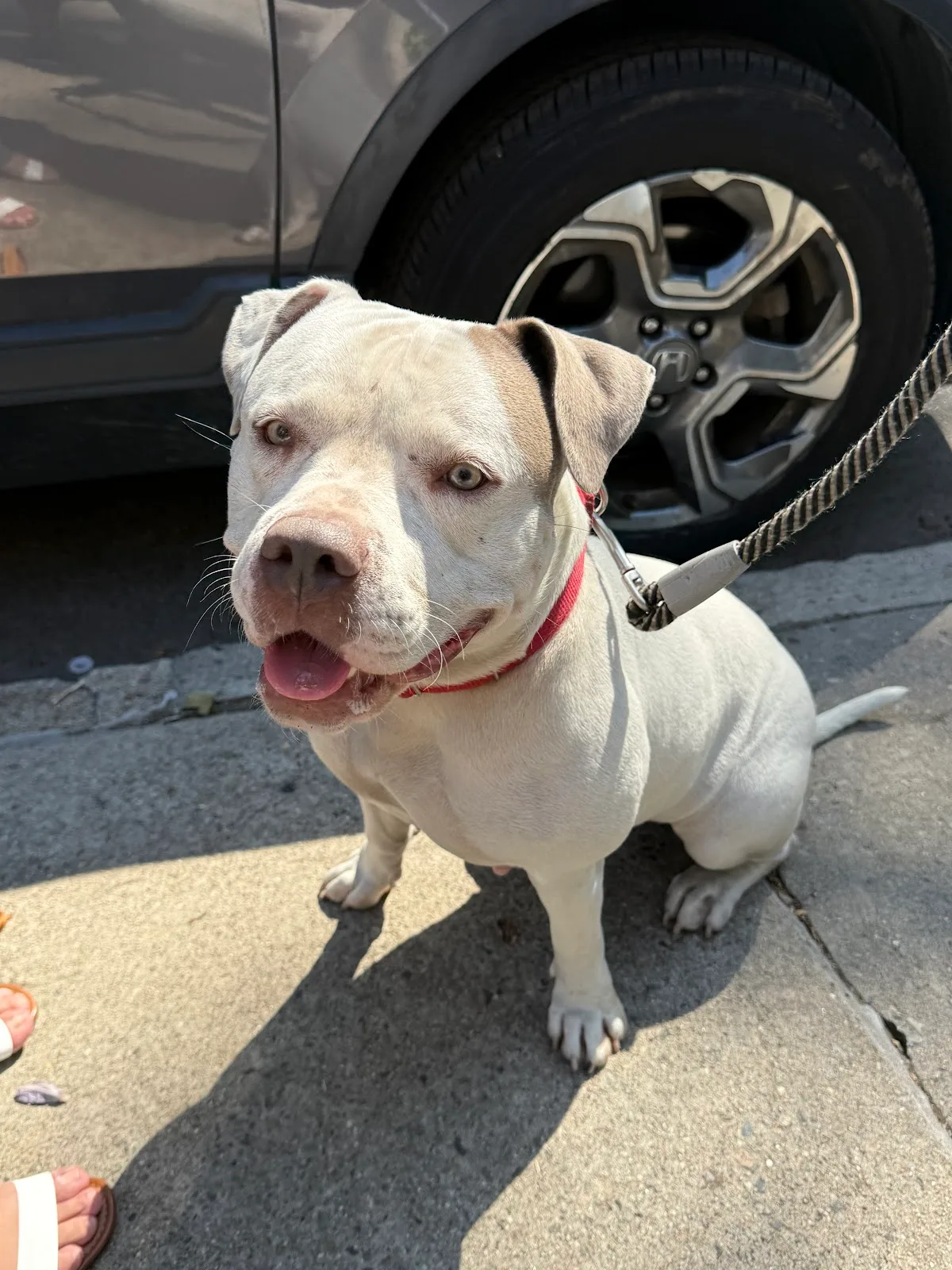 Sean Casey Animal Rescue