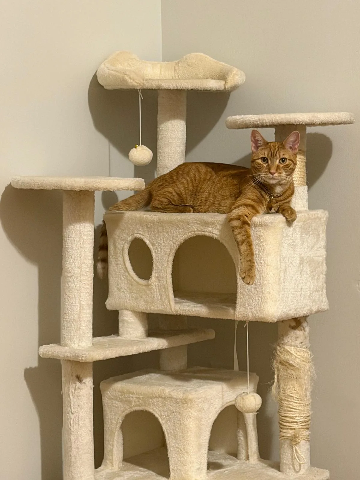 Sean Casey Animal Rescue
