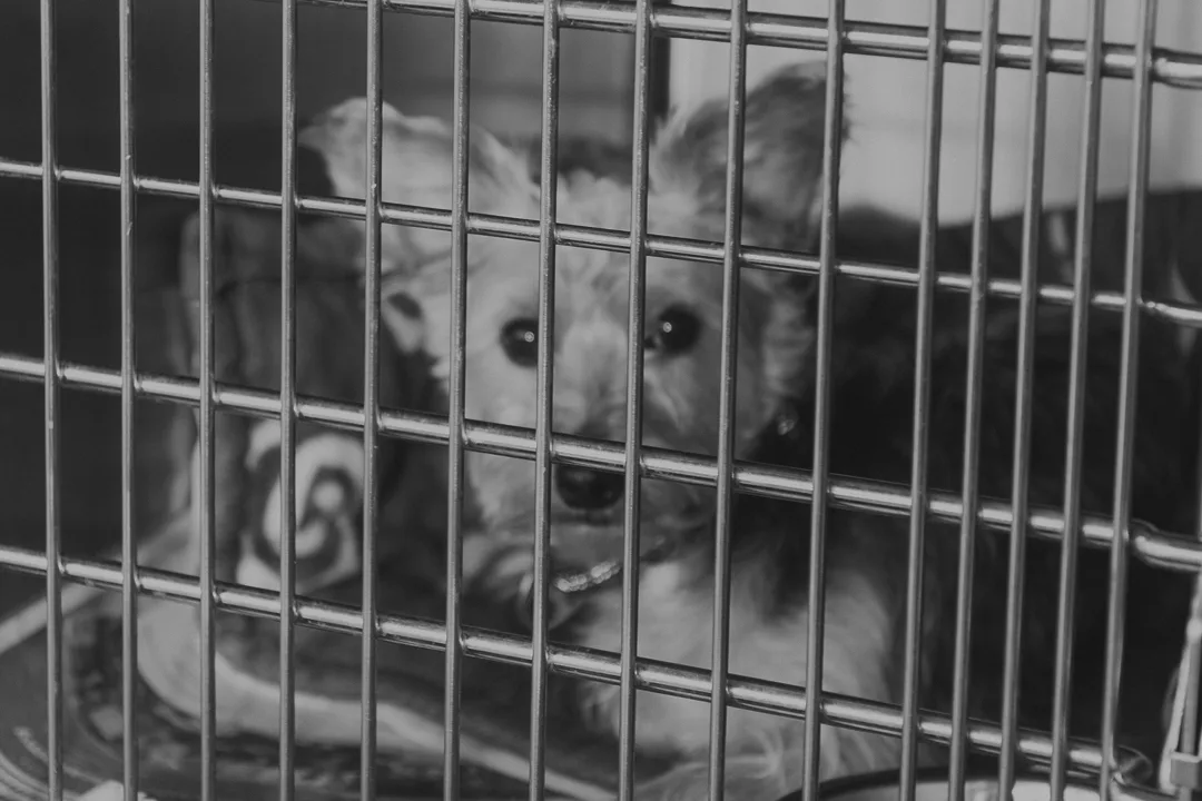 Sean Casey Animal Rescue