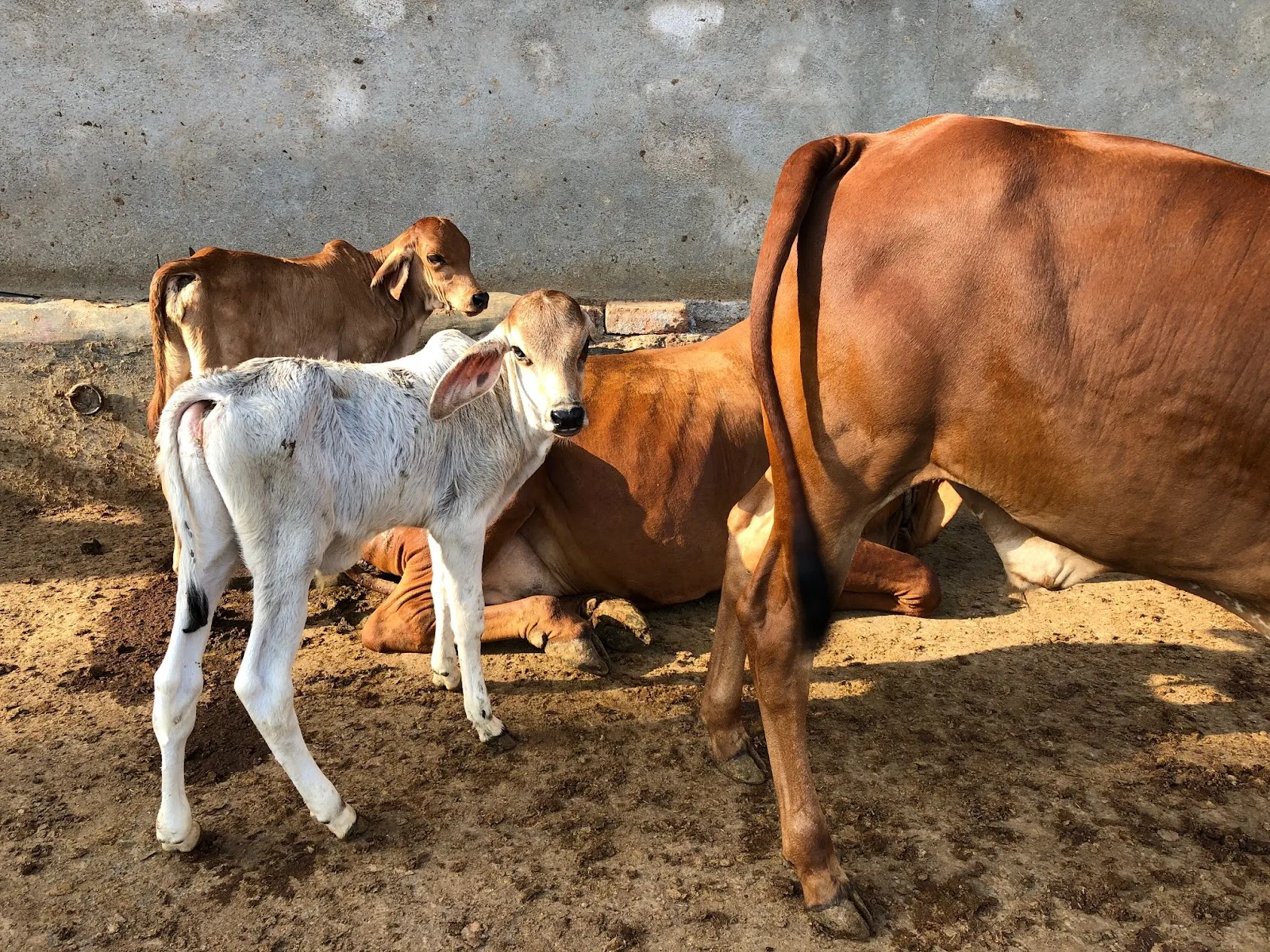 Shree Jamnagar Panjrapol