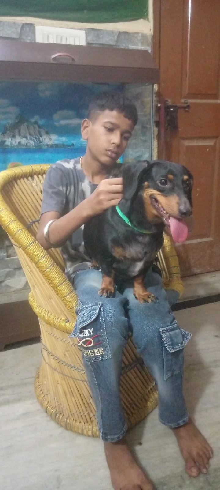 Saini Pet Lovers