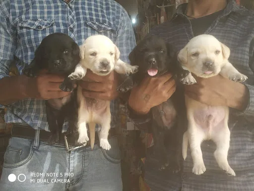 Saini Pet Lovers