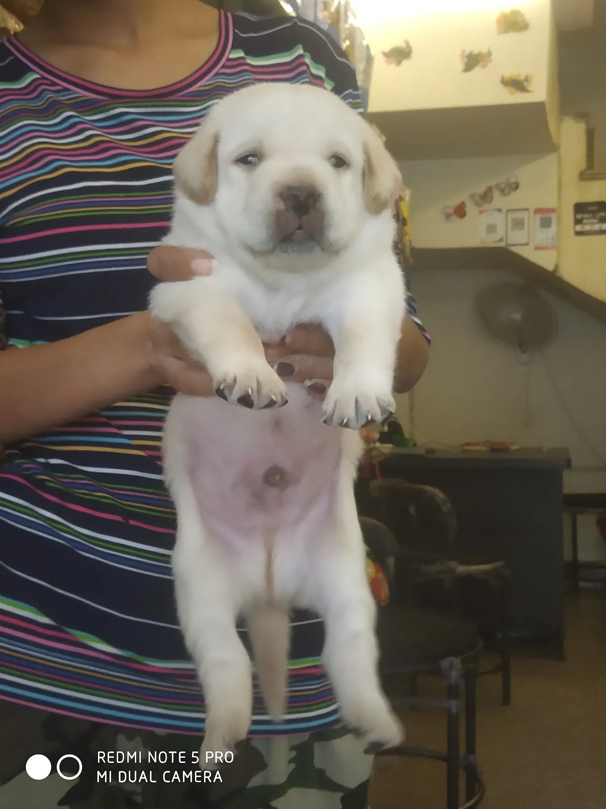 Saini Pet Lovers