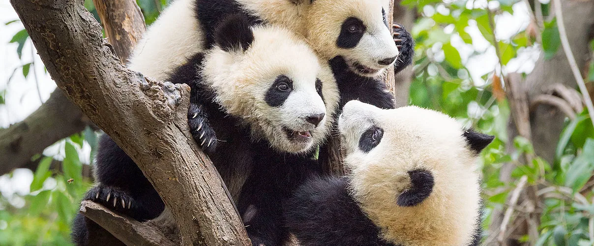 WWF Deutschland
