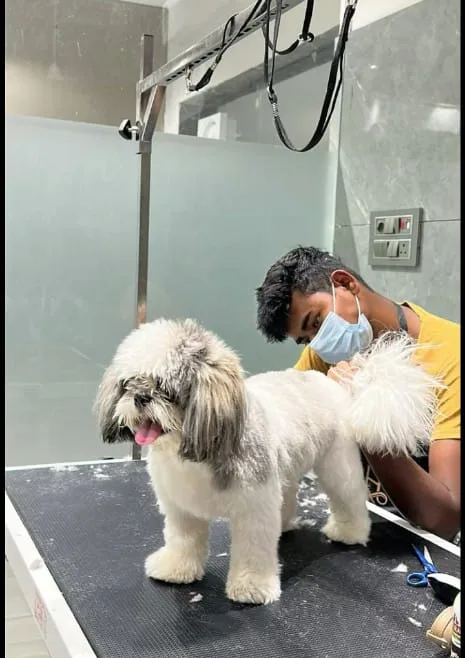 SHRI SAI KIRPA PETS AND CATS IN LAXMI NAGARl