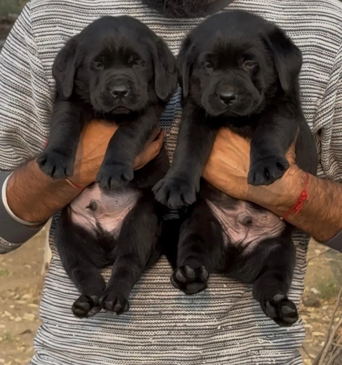 SHRI SAI KIRPA PETS AND CATS IN LAXMI NAGARl