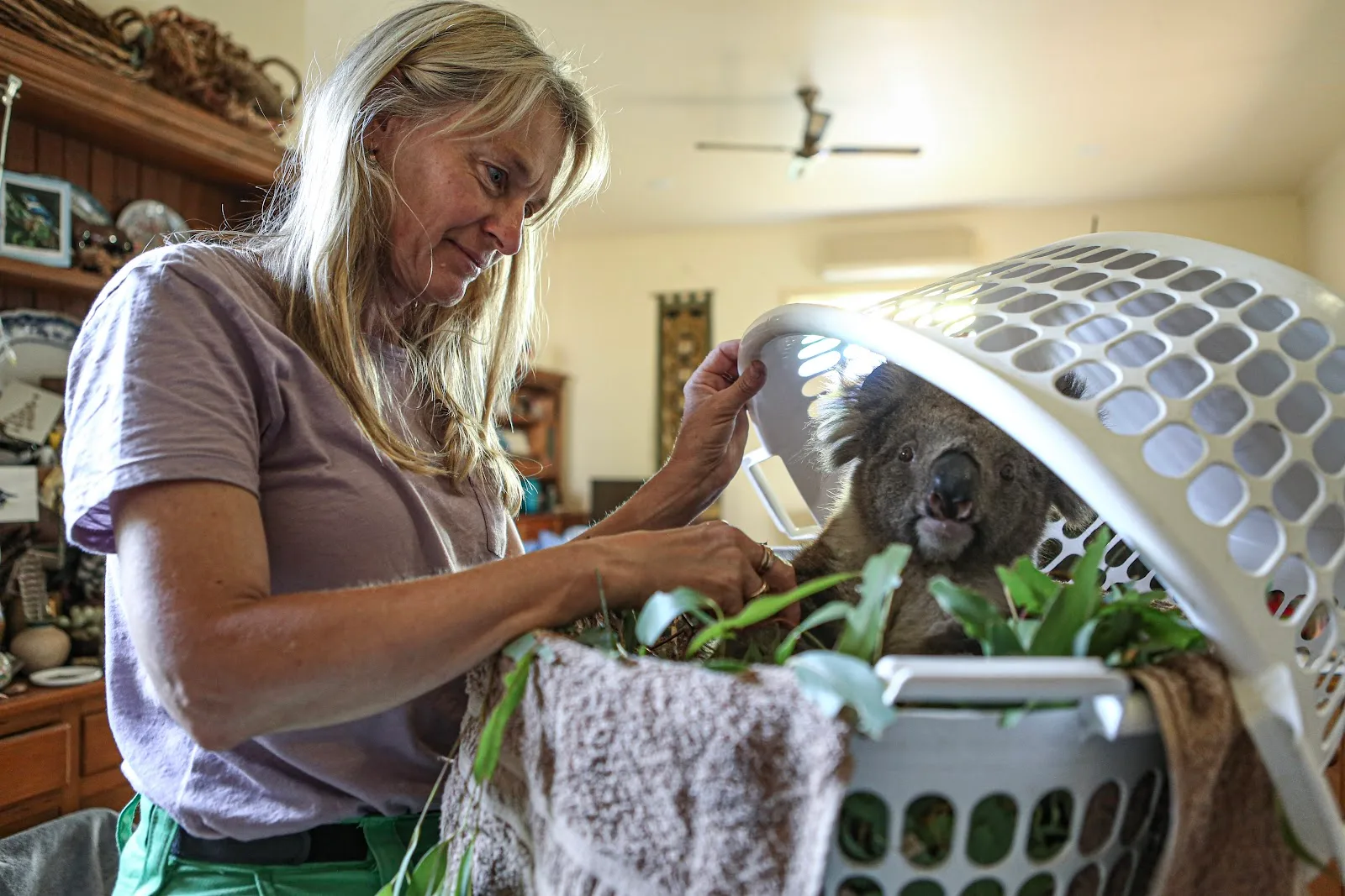 International Fund for Animal Welfare