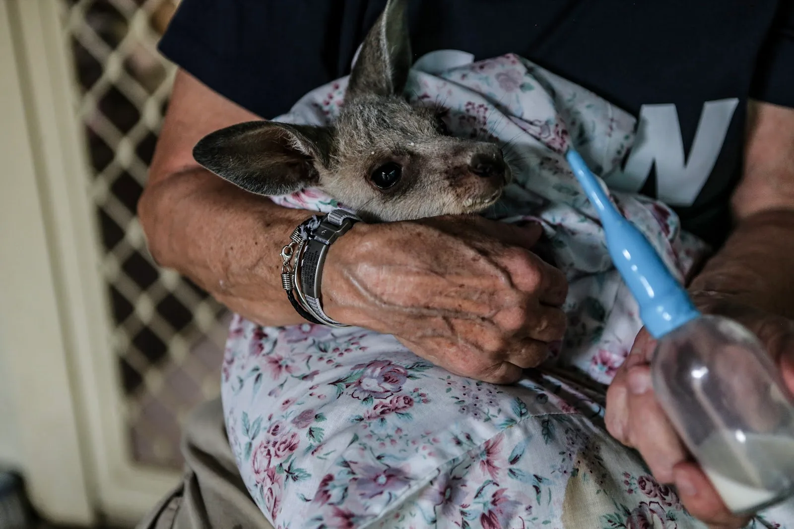 International Fund for Animal Welfare