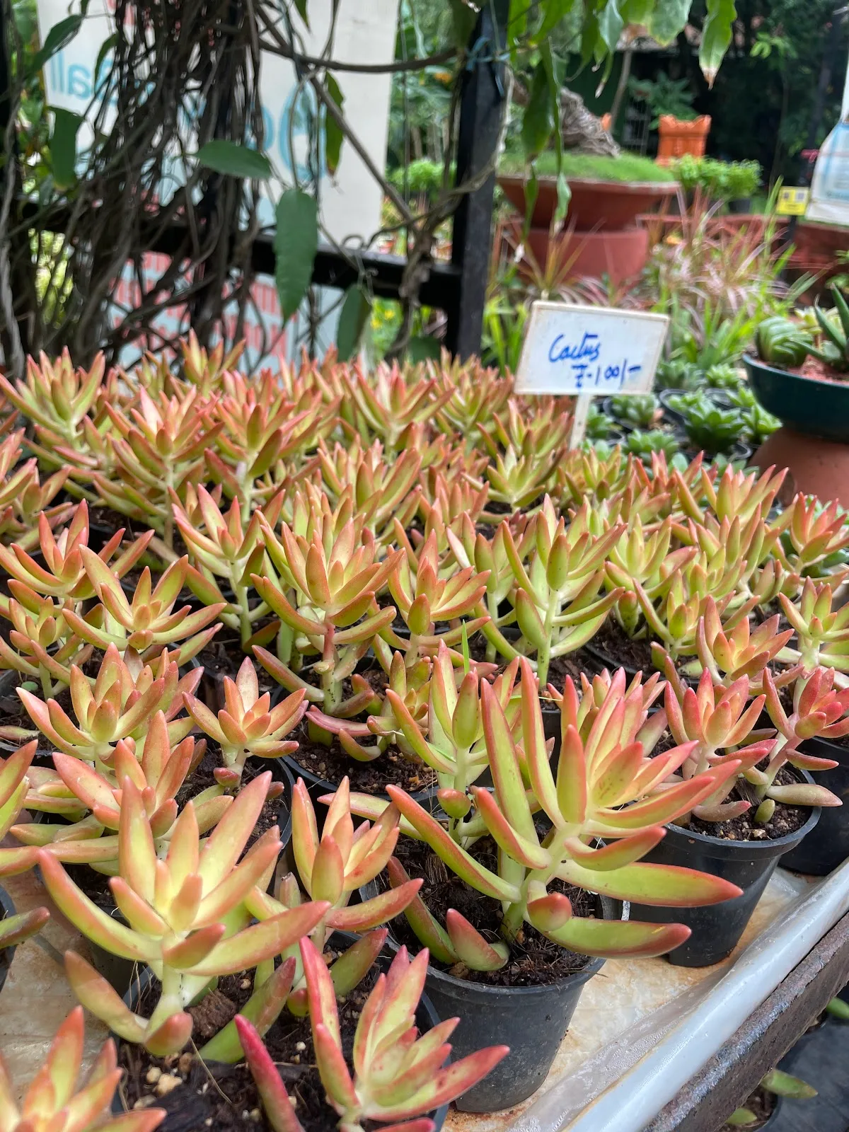 Association Of People With Disablity Horticulture Training Centre