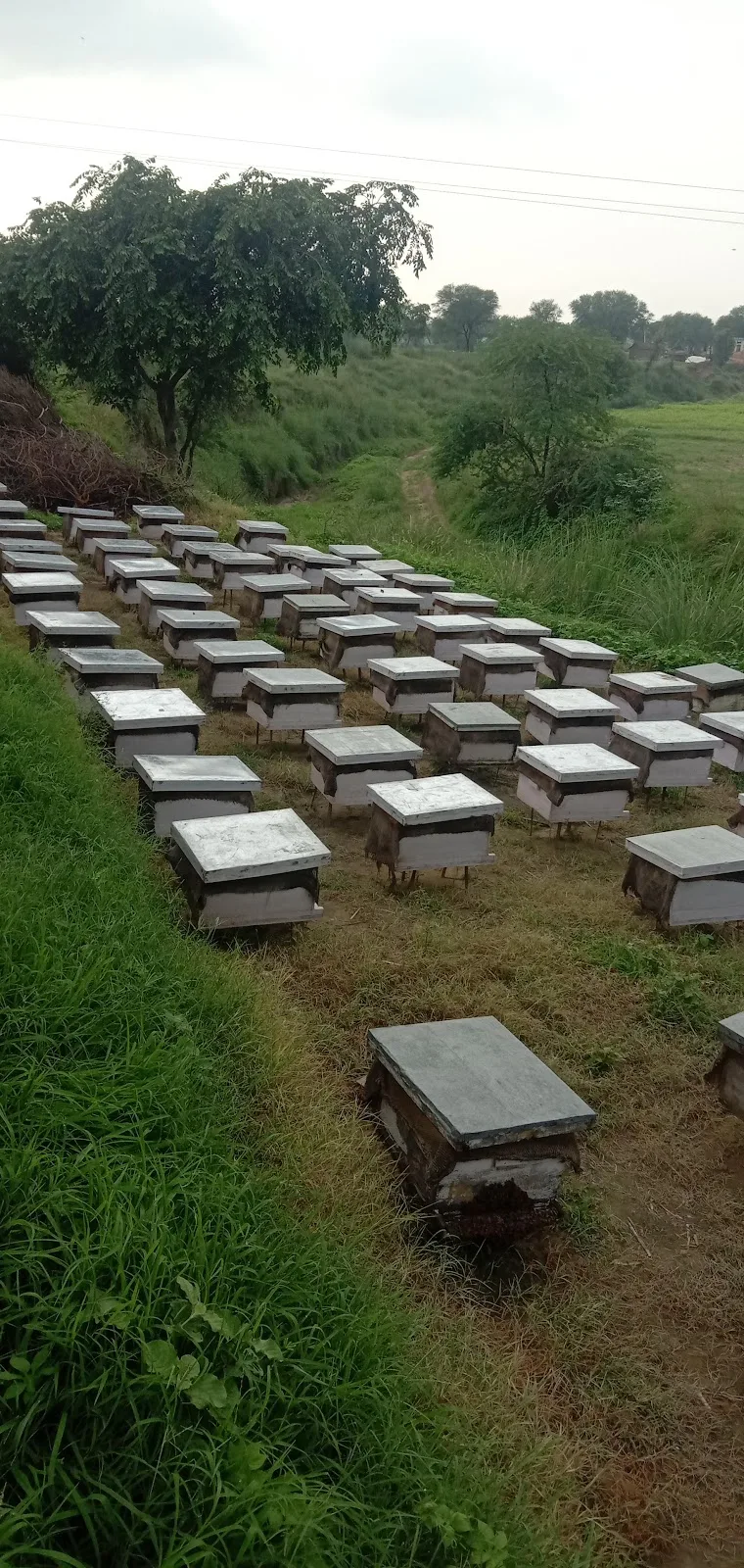 National Bee Board