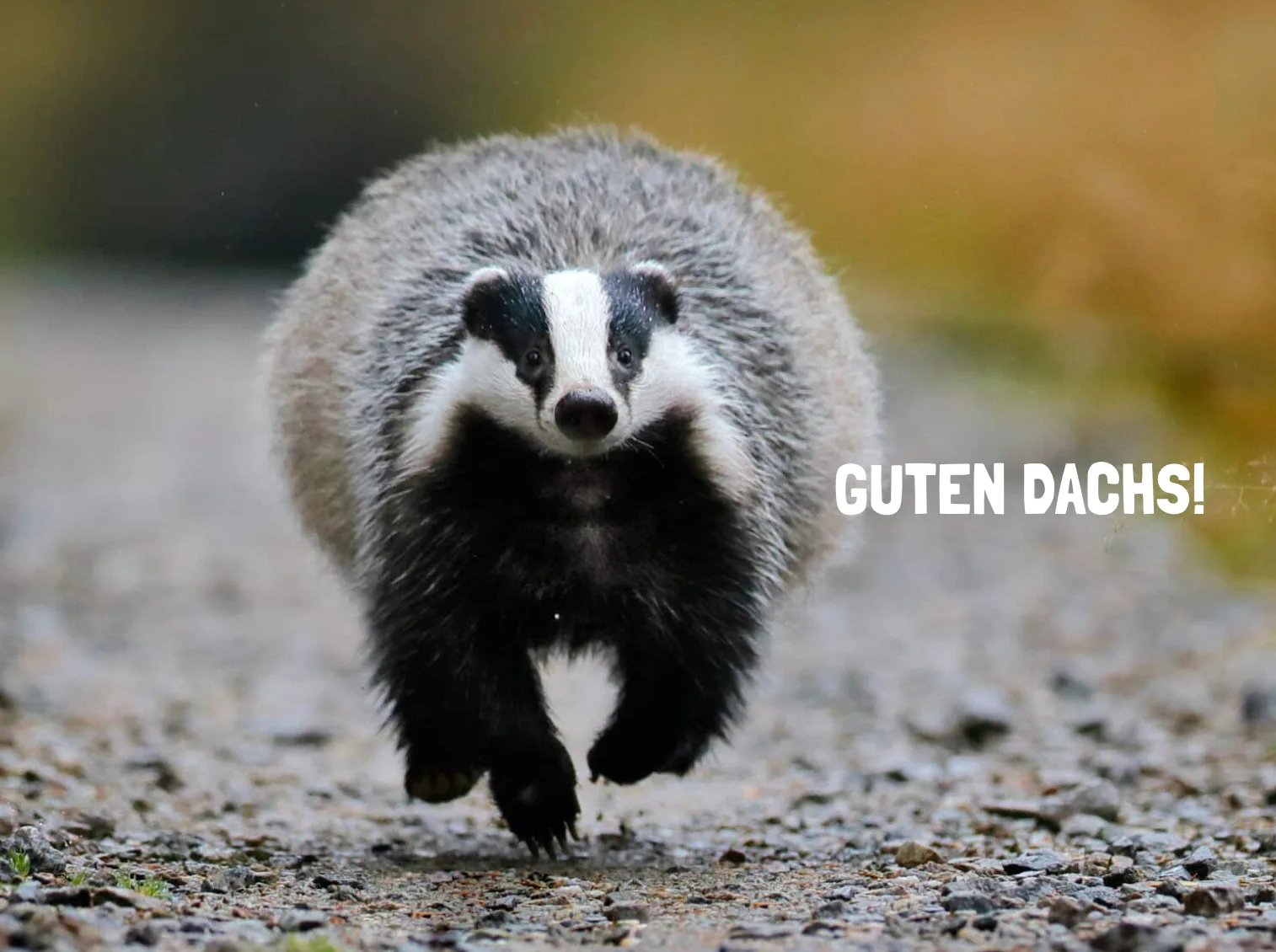 Österreichischer Tierschutzverein