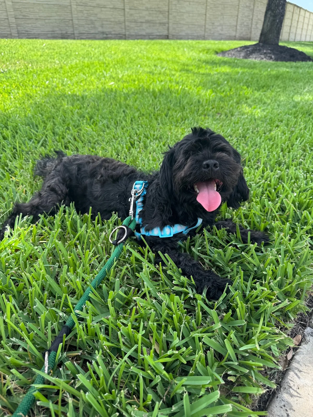 Honoring Hope and Faith Rescue