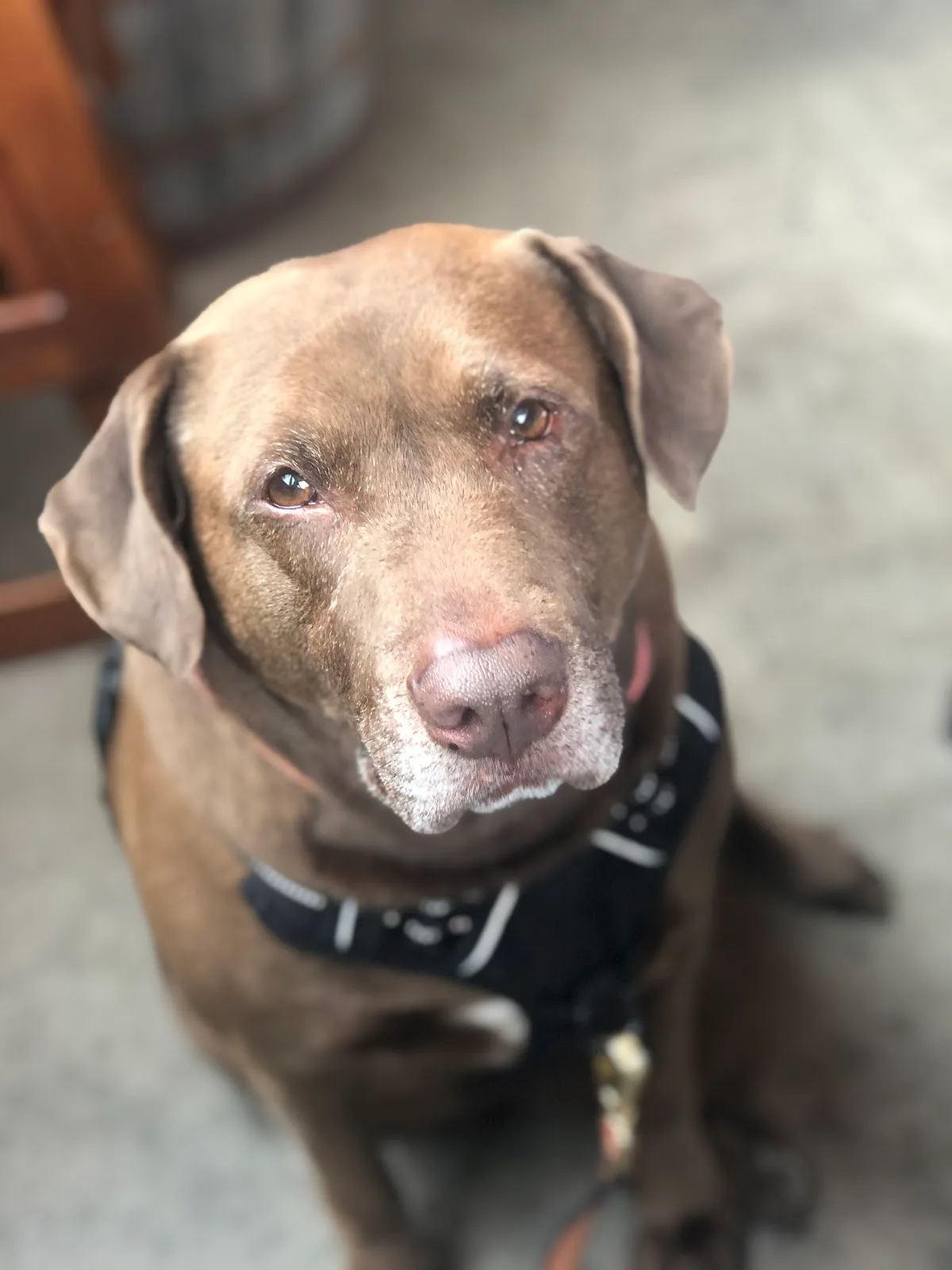 Honoring Hope and Faith Rescue