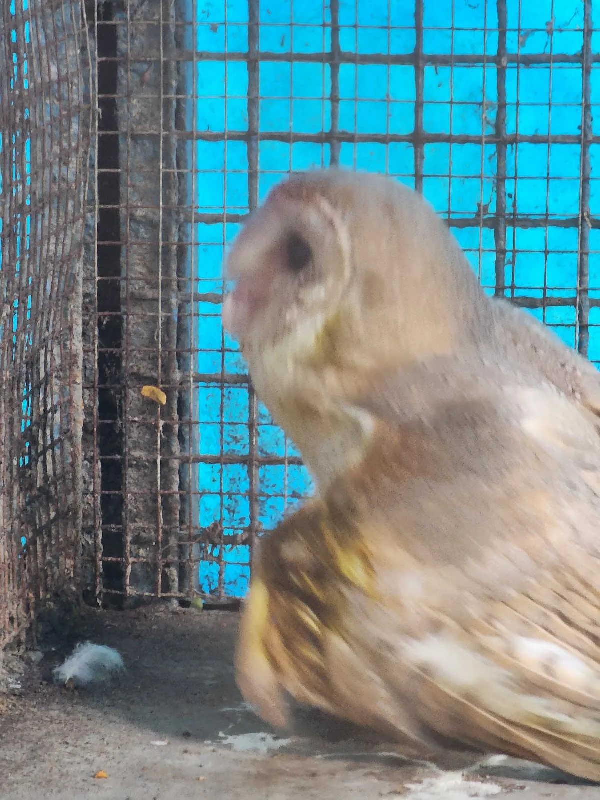 Wild Animal Rescue & Transit Facility Centre