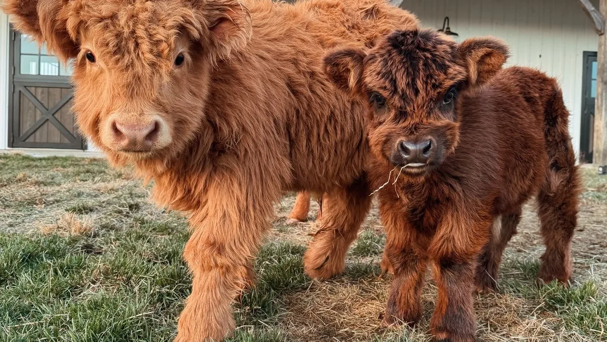 Miniature highland cattle farm