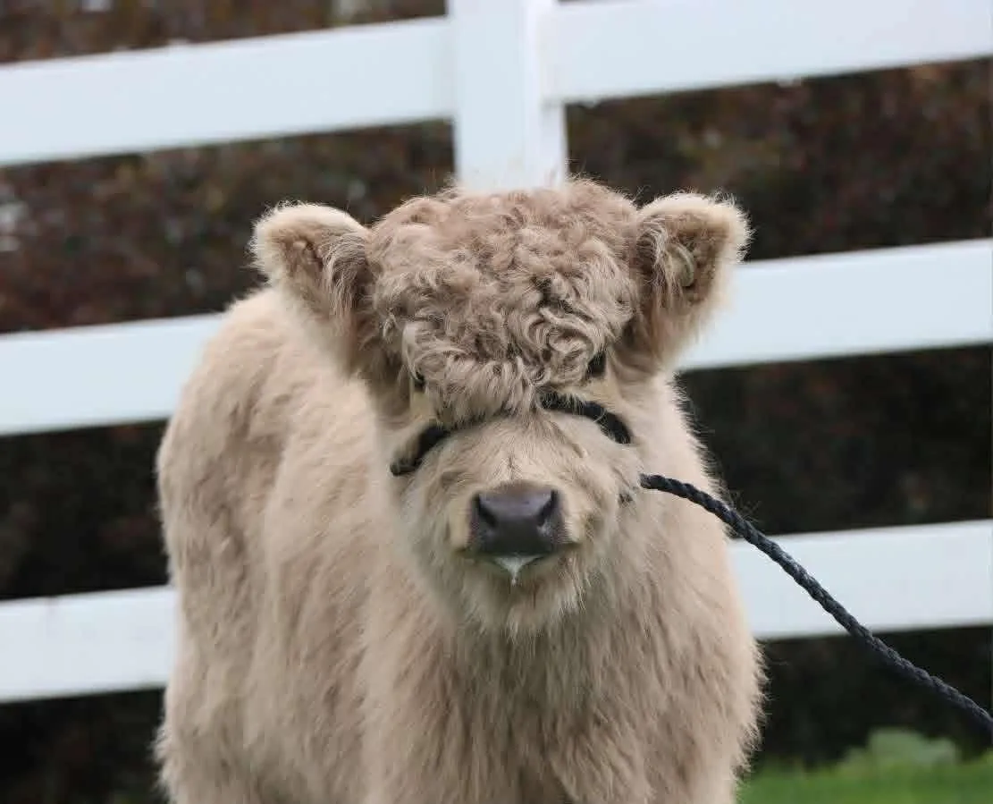 Miniature highland cattle farm