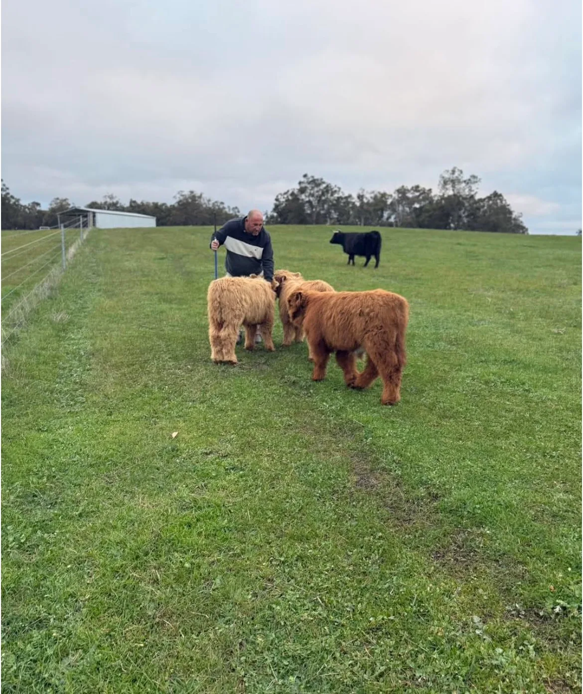 Miniature highland cattle farm