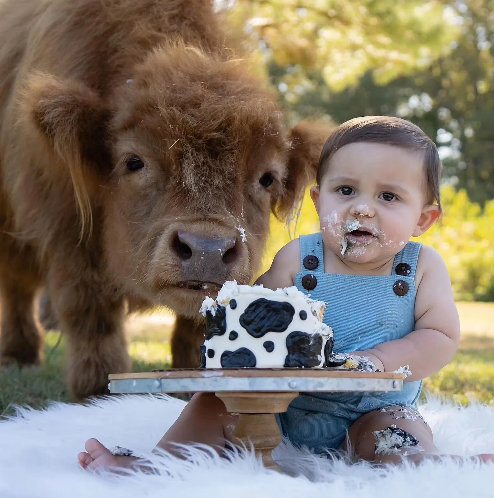 Miniature highland cattle farm