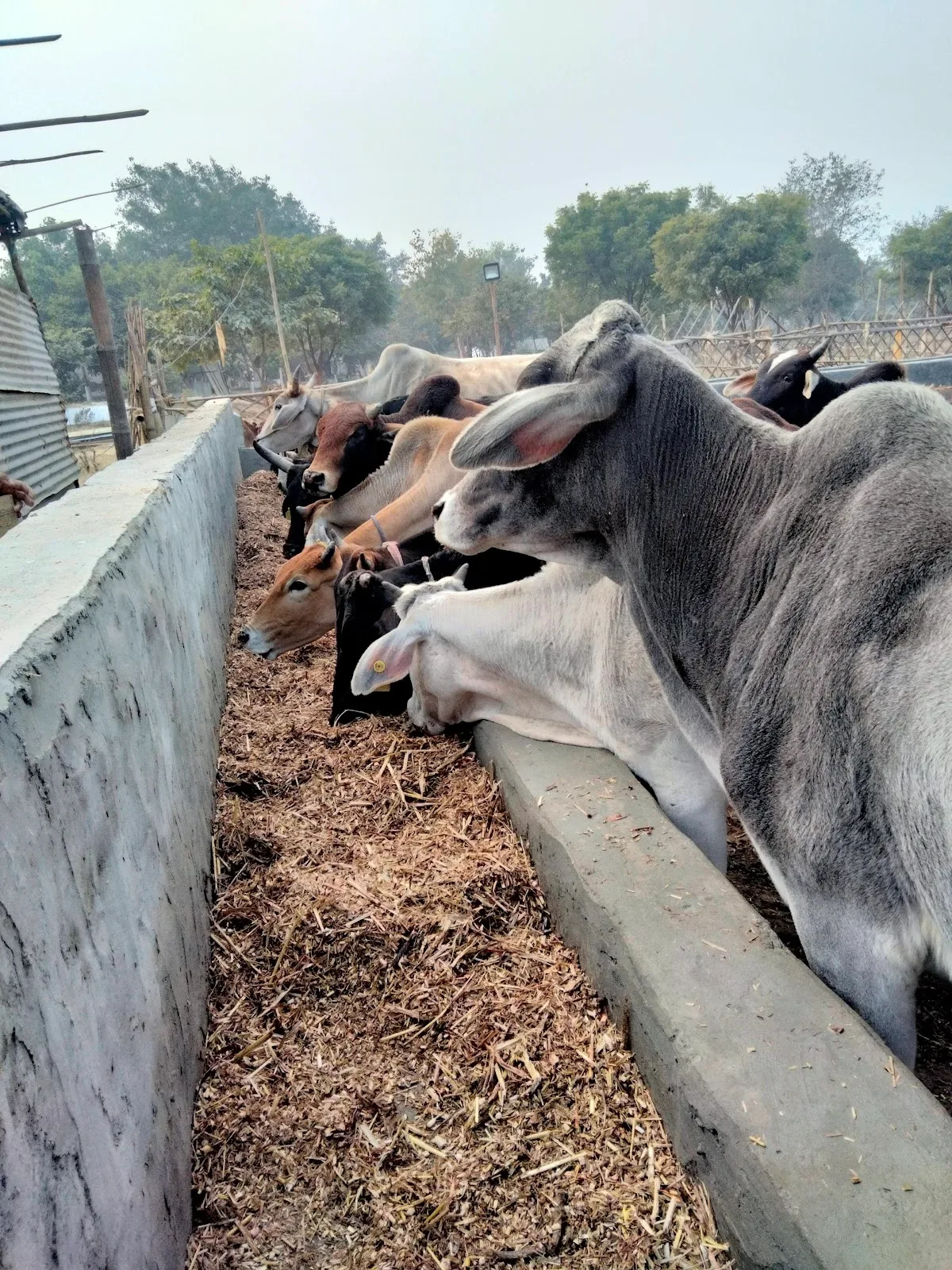 Blind cow shelter