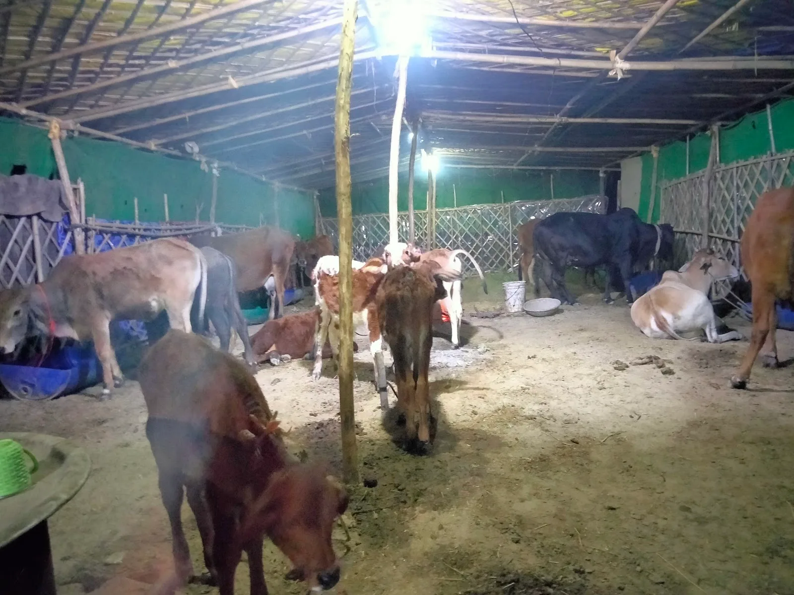 Blind cow shelter