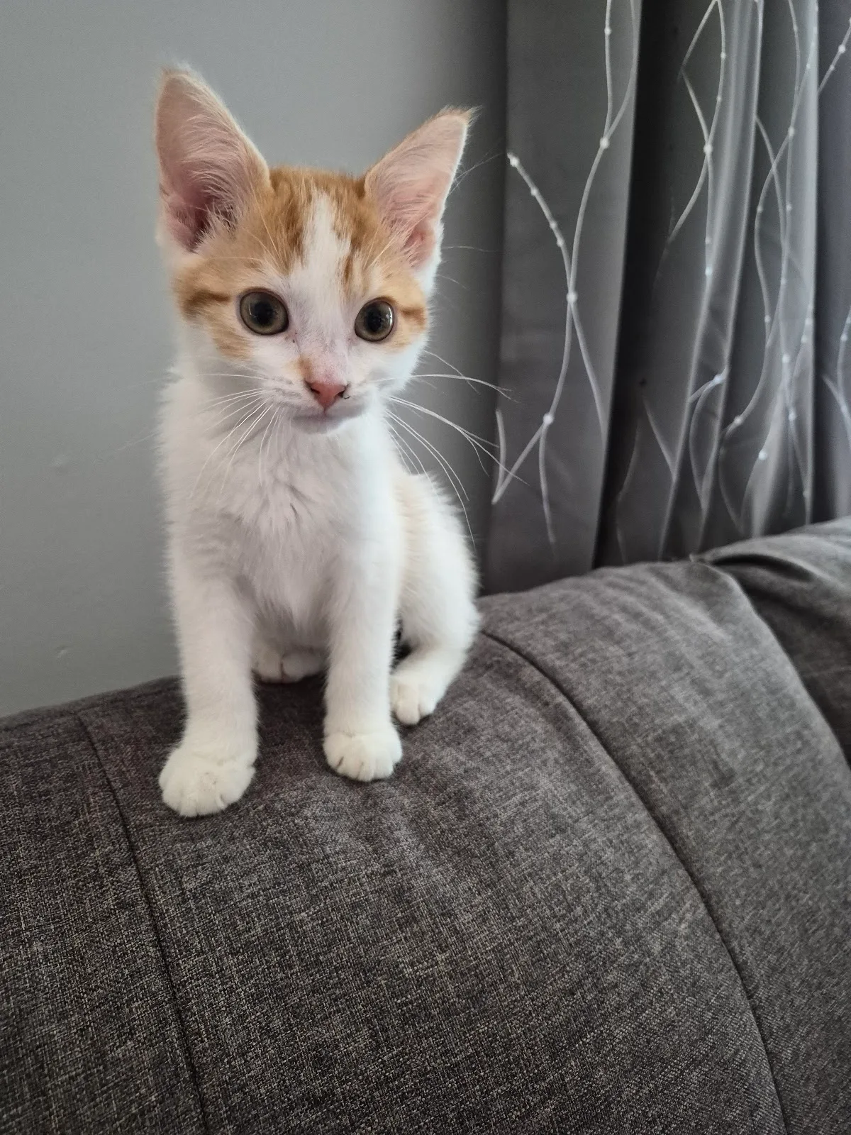 Kitchener Waterloo Humane Society