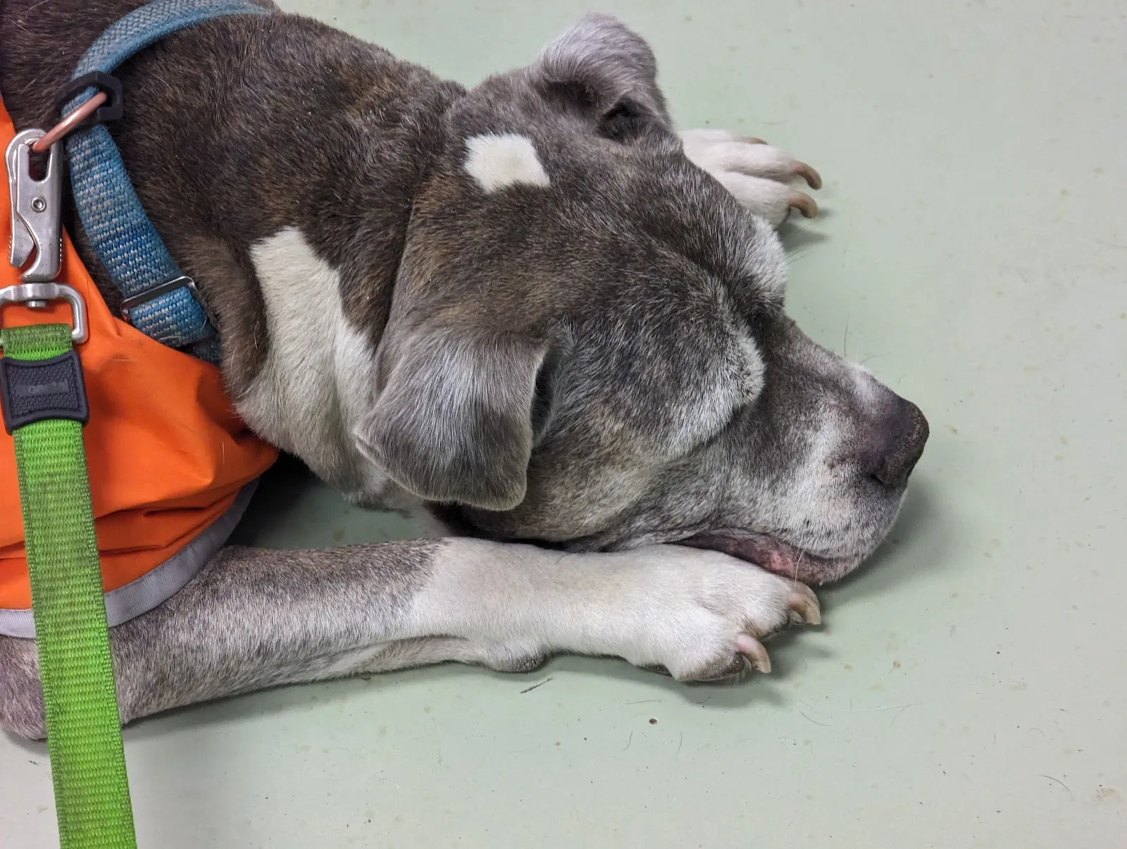 Animal Welfare League