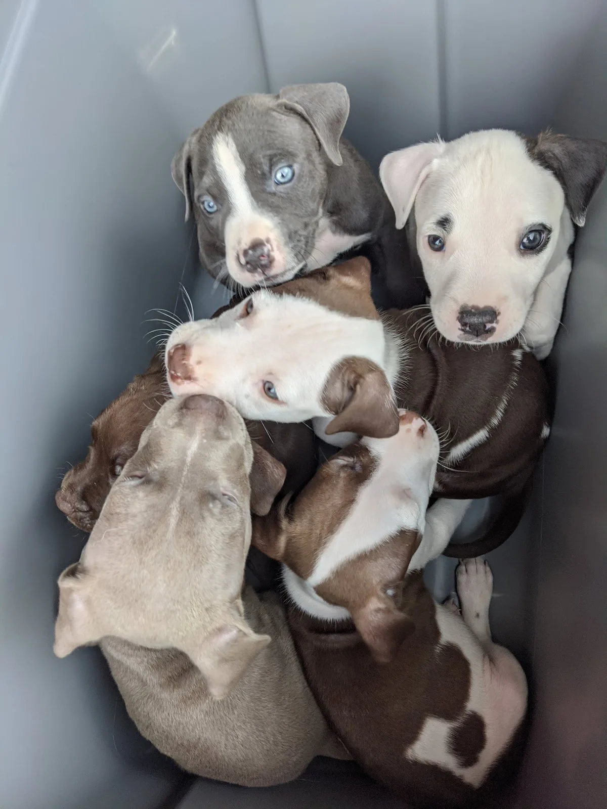 Animal Welfare League