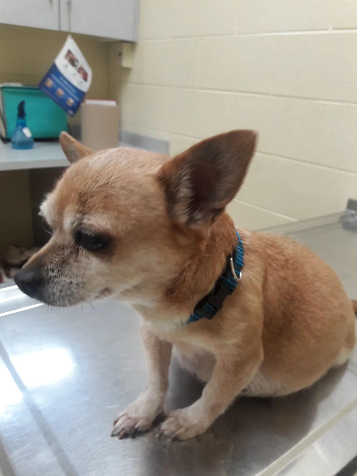 Animal Welfare League