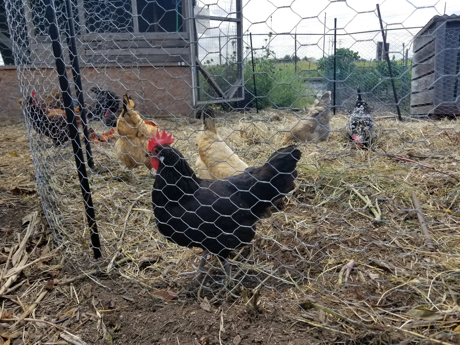 GrowGood Urban Farm