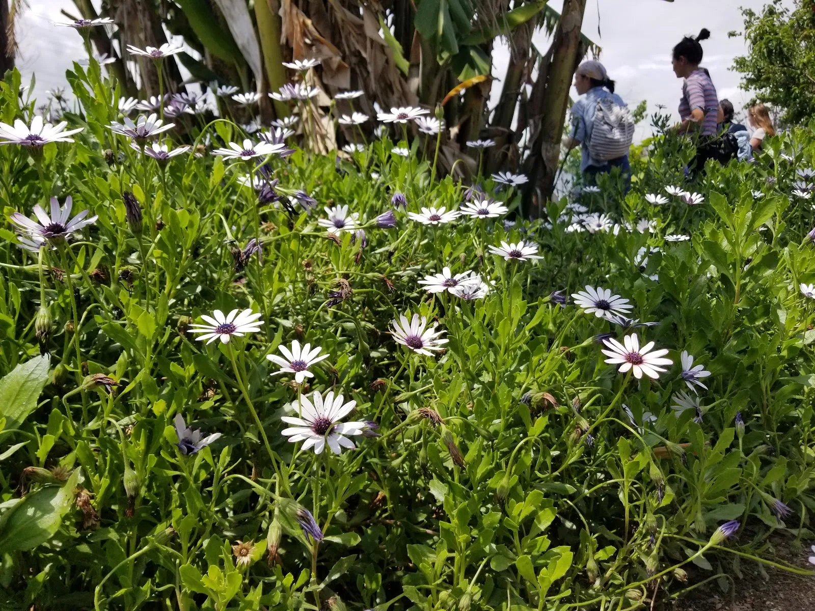 GrowGood Urban Farm