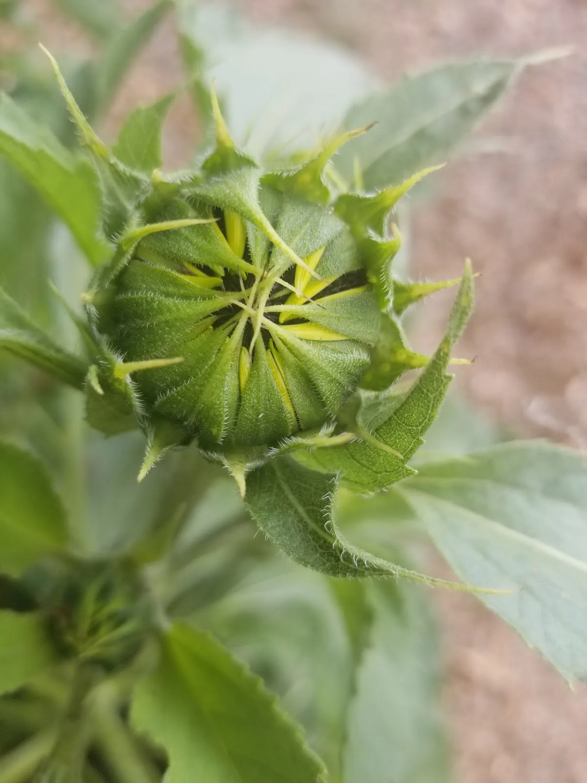 GrowGood Urban Farm