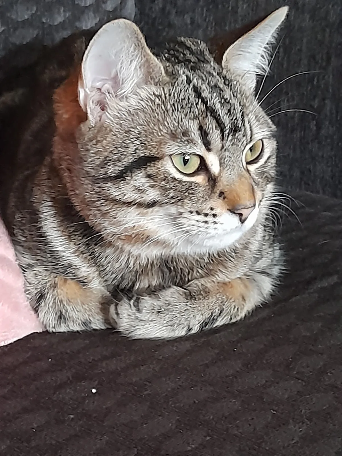 Pennine Pen Animal Rescue CIO