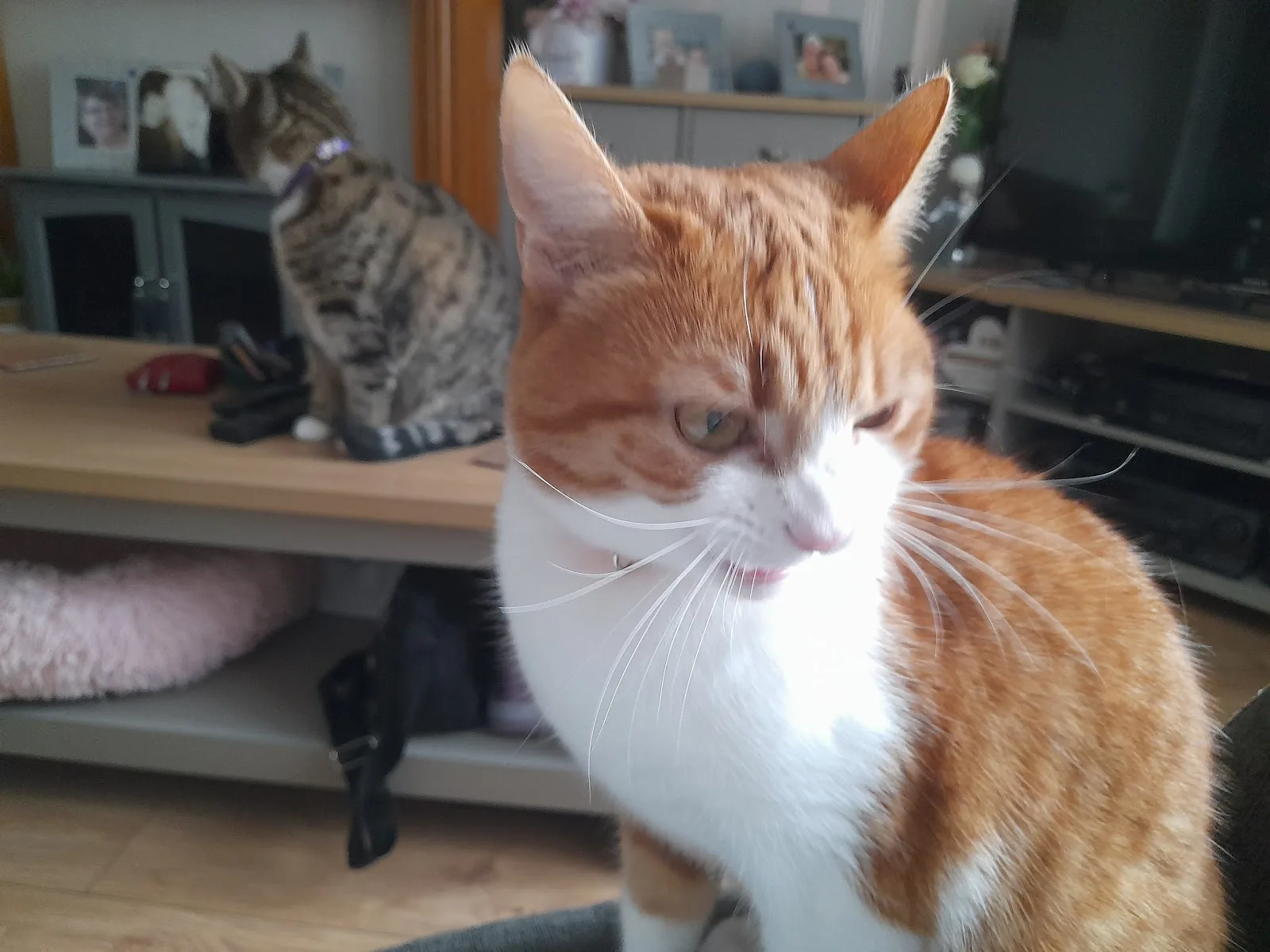 Pennine Pen Animal Rescue CIO