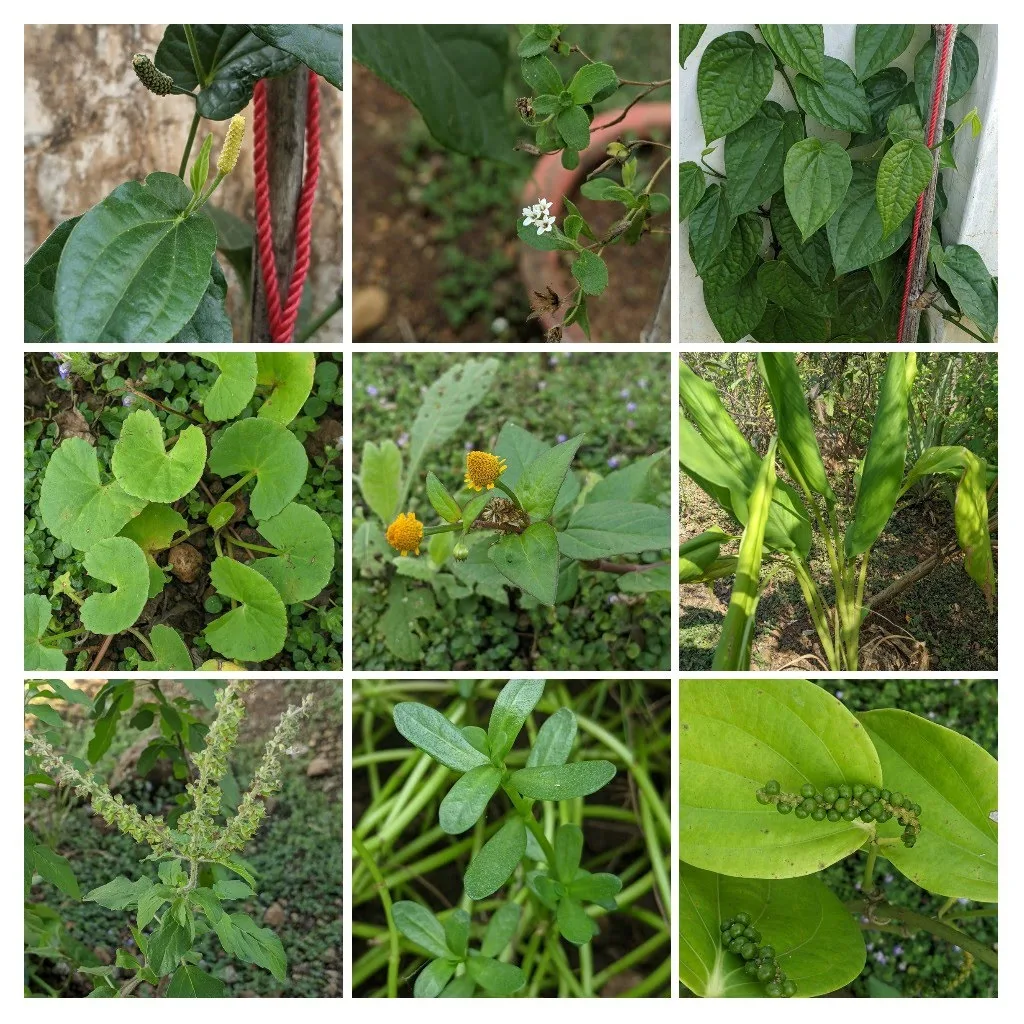 Kokan Permaculture