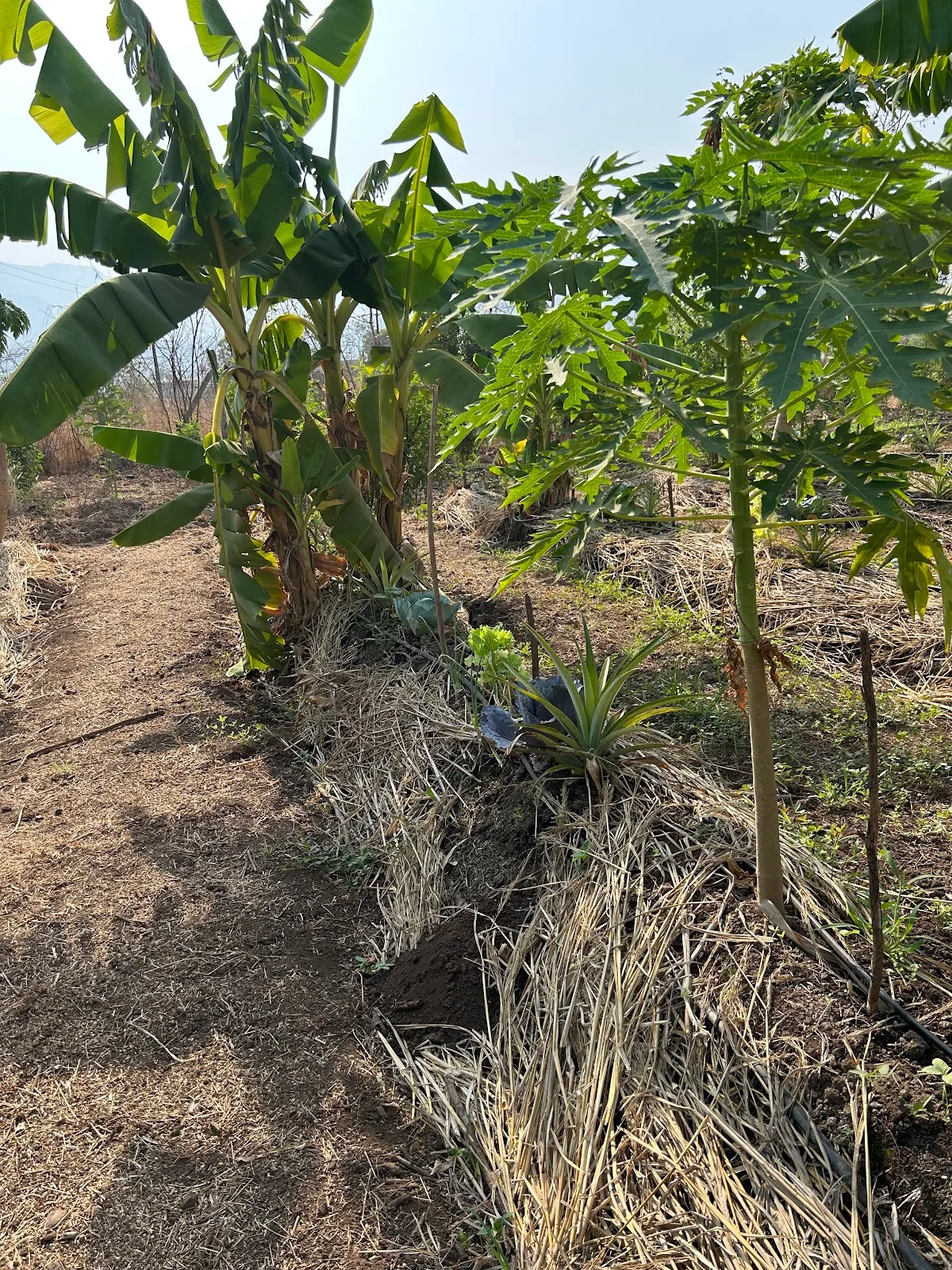 Kokan Permaculture