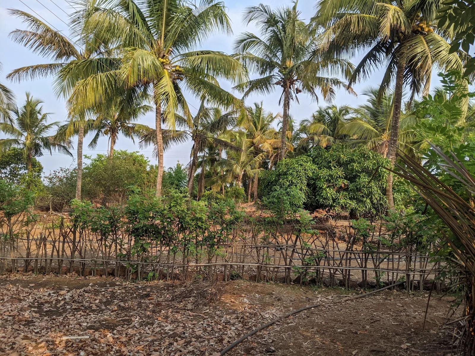 Kokan Permaculture