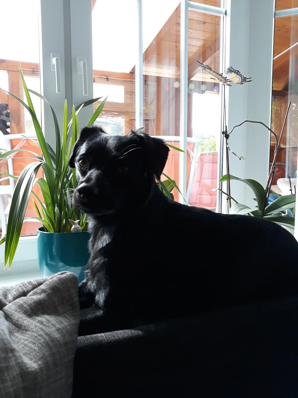 Hope For Dogs - Futterspenden für Hunde in Not e.V.