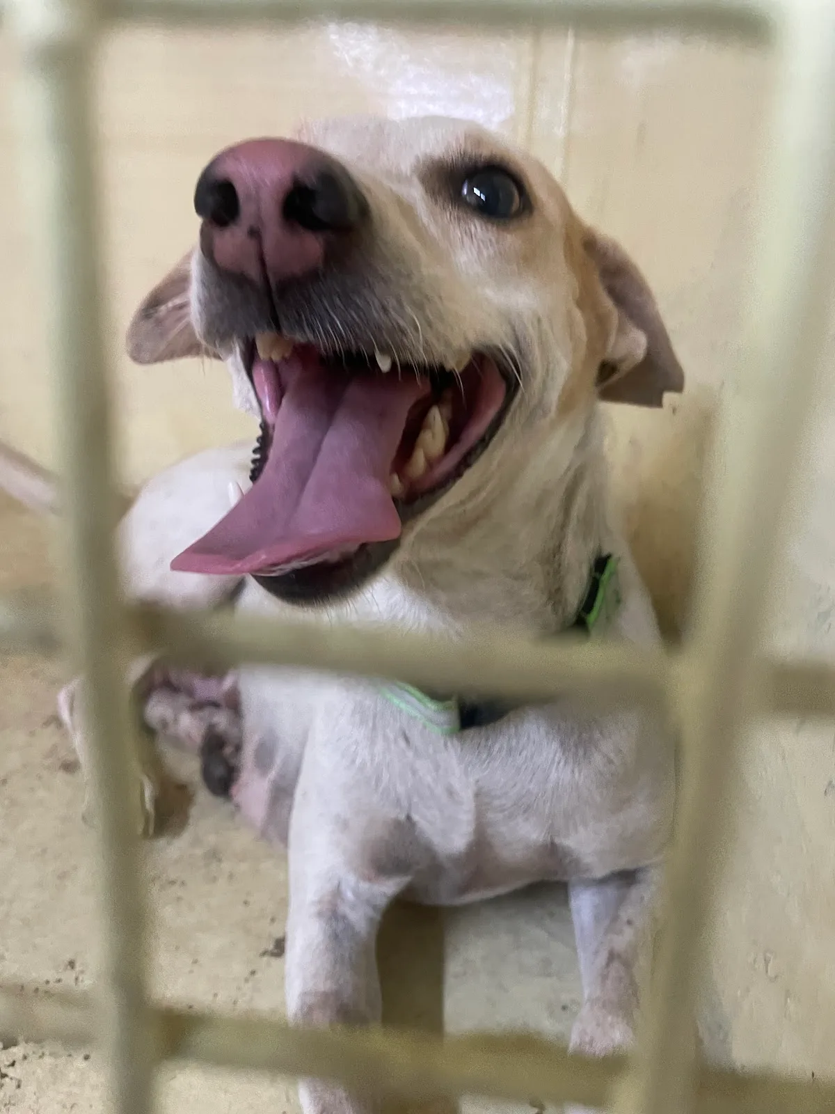 The Kibo Project Community Small Animal Medical Treatment Centre and Clinic