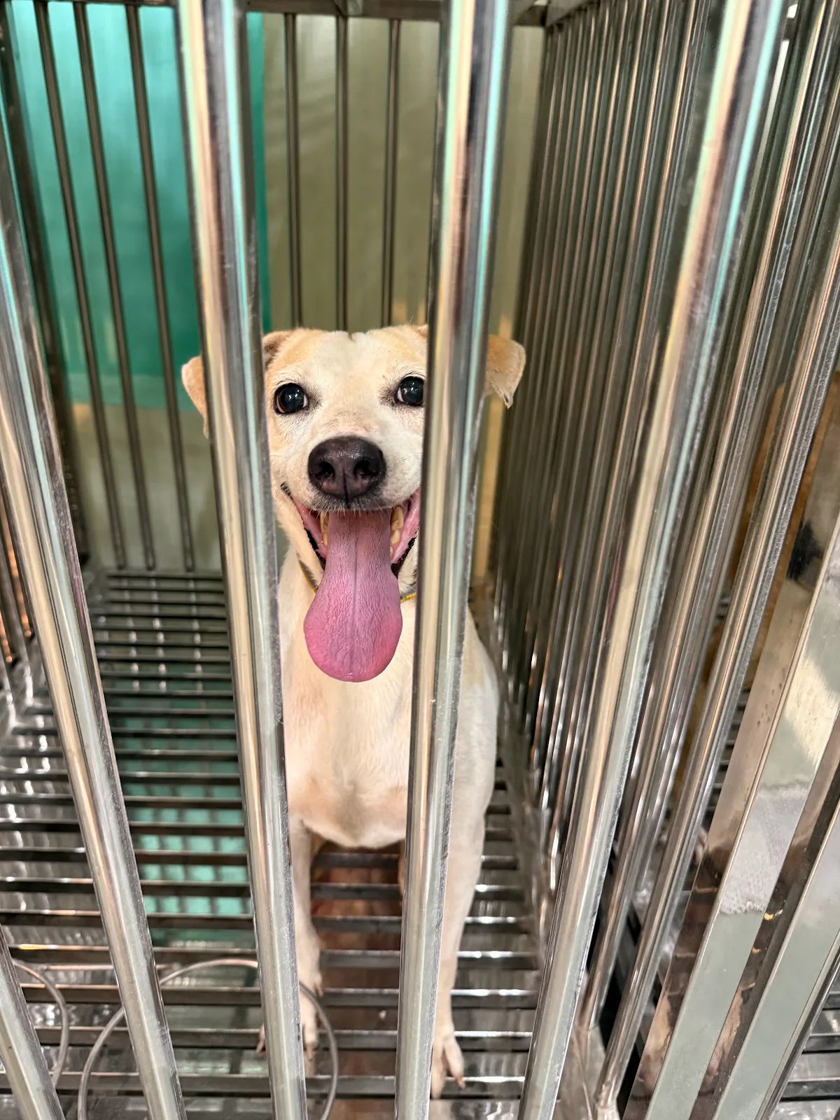 The Kibo Project Community Small Animal Medical Treatment Centre and Clinic