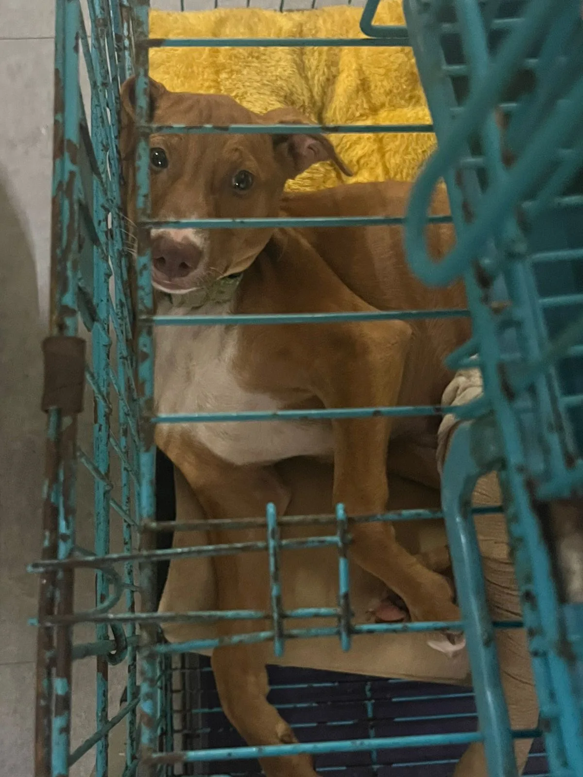 The Kibo Project Community Small Animal Medical Treatment Centre and Clinic