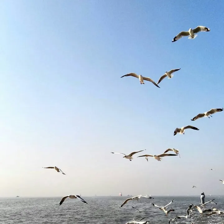 JNPT Ferry Service